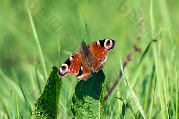 美丽的孔雀蝴蝶Aglais描述休息绿色码头叶孤立的背景