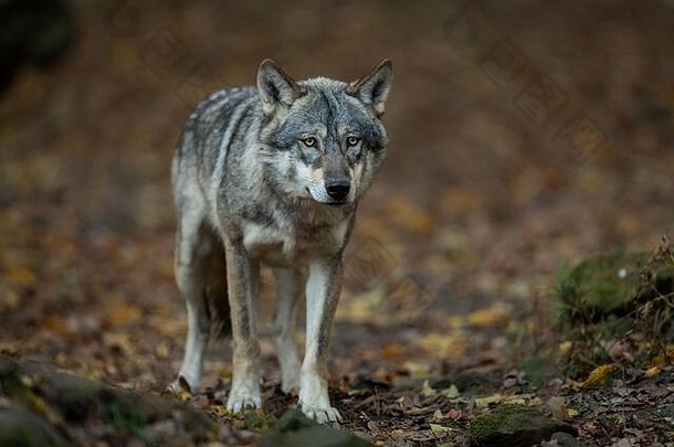 森林中的灰狼