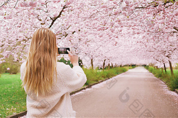 一名年轻女子用手机拍摄公园小路和樱花树的后视图。
