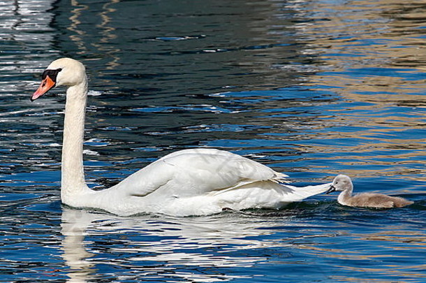 春天，沉默的天鹅和婴儿（天鹅色）漂浮在水潭上