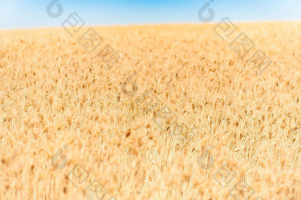 华盛顿州东部的小麦收成。收获的金色谷物用于出口和国内消费。