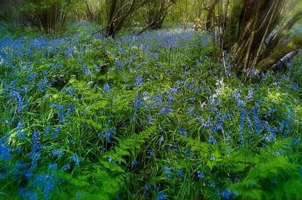 春季在林地开花的风铃草，萨里，英格兰，英国，欧洲