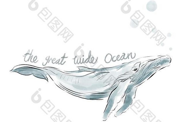 水彩画中的鲸鱼插图