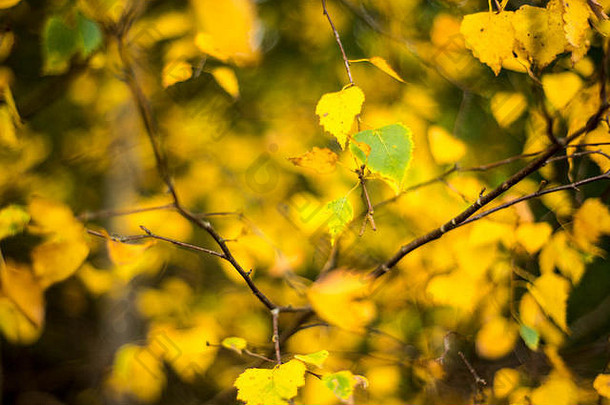 金色秋天银桦树叶子的瀑布，林地景观，牛津，英国