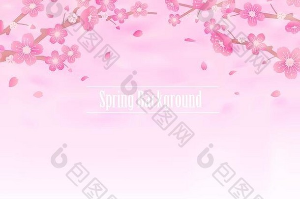 樱桃花朵背景插图春天季节主题