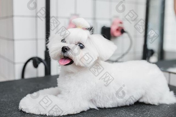 一只白色小狗的发型。又漂亮又有趣的狗。马耳他狗