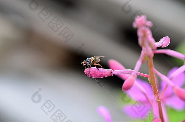 小雄伟的色彩斑斓的飞坐着提示粉红色的花花瓣夏天宏照片