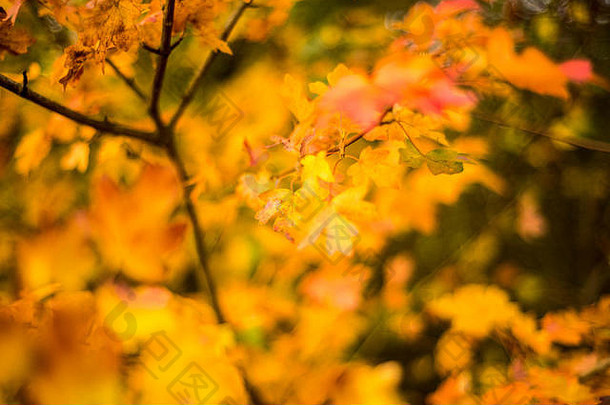 明亮的秋天的场枫木树叶子受欢迎的林地景观牛津大学