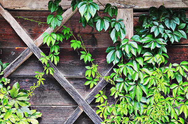 绿色常春藤生长在古老传统木屋的墙上，自然背景优美