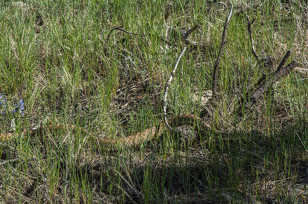在美国科罗拉多州杰斐逊县，一条成年牛蛇（Pituophis catenifer sayi）<strong>横穿马路</strong>。