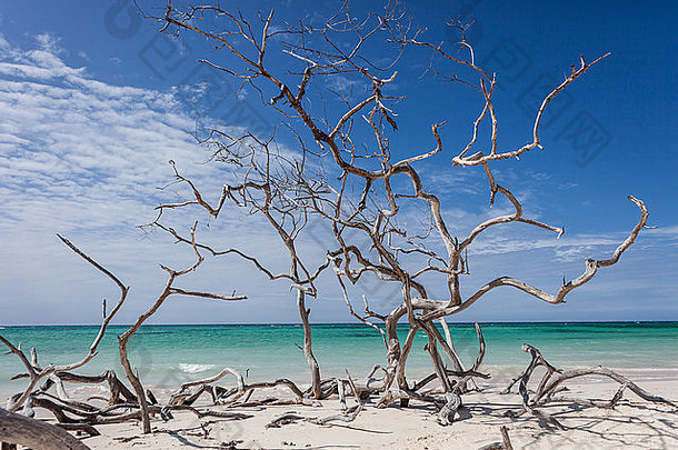 古巴美丽的加勒比海海滩上的枯树