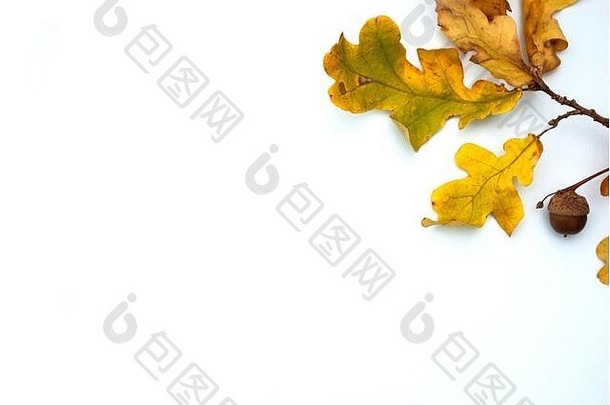 秋天白色背景华丽的黄色的叶子橡木
