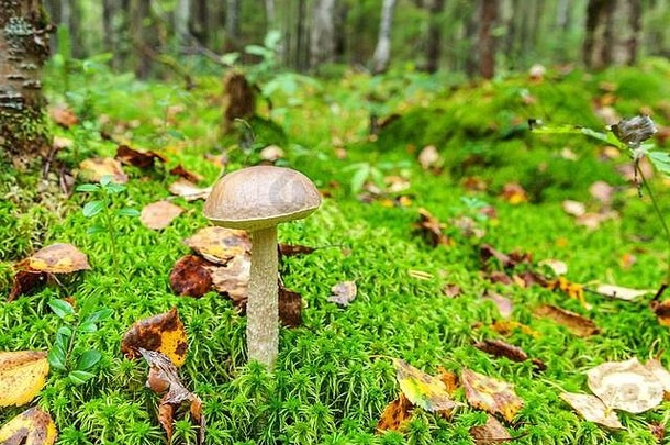 在苔藓秋天的森林背景下，有棕色帽子的可食用小蘑菇。自然环境中的真菌。大蘑菇宏观特写。鼓舞人心的自然夏秋景观