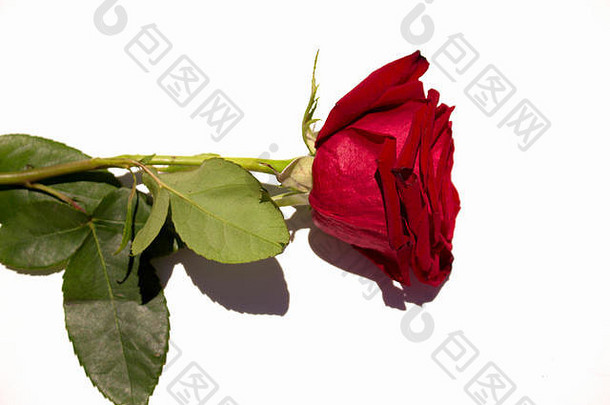 玫瑰美丽的红玫瑰。盛开的花朵。宏。
