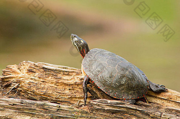 春天的彩绘龟（Chrysemys picta）