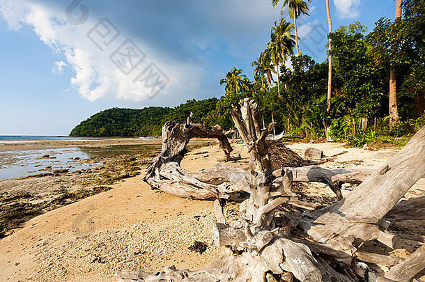 海滩上的枯树