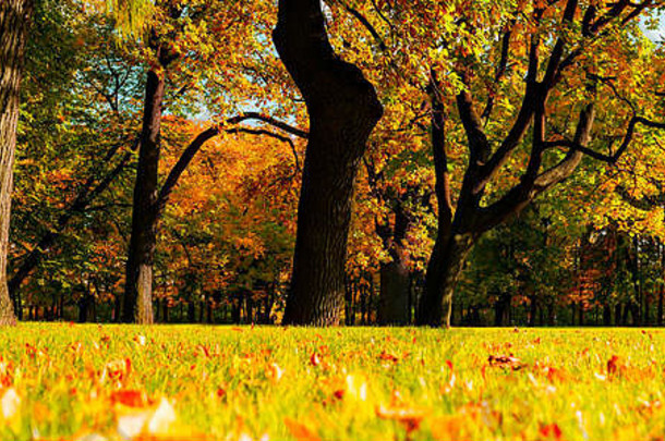 秋天树泛黄树叶阳光明媚的10月公园基斯阳光色彩斑斓的秋天景观全景秋天公园阳光明媚的天气