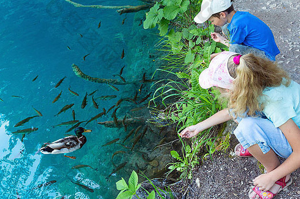 孩子们饲料野生鸭子Shoal小鱼Azure清洁透明的湖