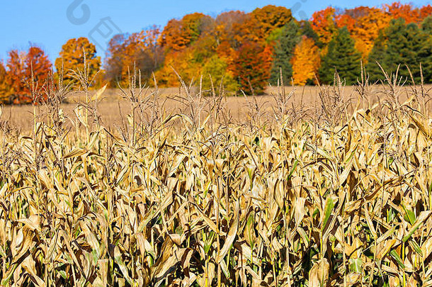 威斯康星州秋天的一天，在五颜六色的树前准备收割的玉米地。