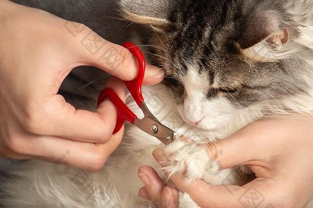 年轻的女人削减猫的爪子特写镜头视图
