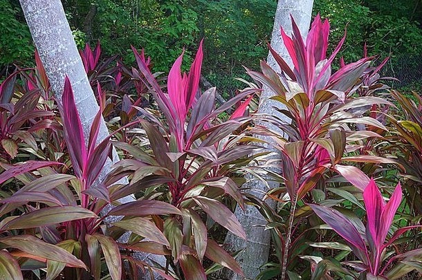 具有粉红色叶片的热带观赏植物灯心草
