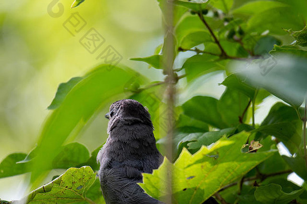 加拿大安大略省，坐在灌木丛中的灰猫科鸟（杜梅特拉卡罗琳）