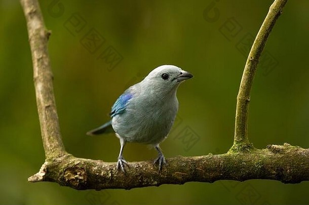 鸟：哥斯达黎加<strong>金鸡</strong>纳，栖息在树枝上的蓝灰色塘鹅