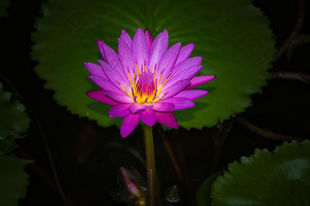 池塘里的粉红色睡莲