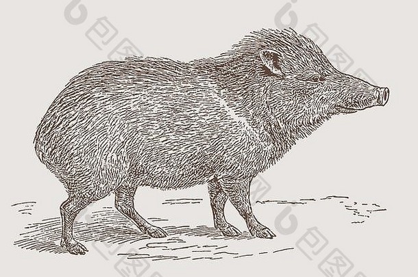 成卷的野猪类pecari塔加库一边视图插图雕刻世纪