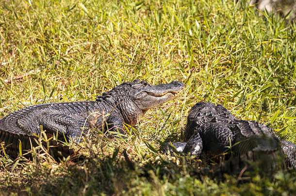佛罗里达州高尔夫球场上，一只年轻的美洲短吻鳄在池塘边晒太阳