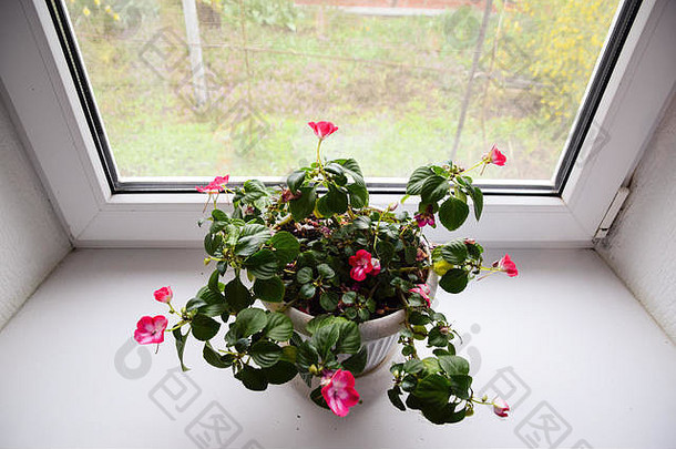 窗台上花盆里的室内花