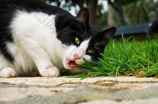 黑白相间的猫在外面<strong>吃</strong>草。