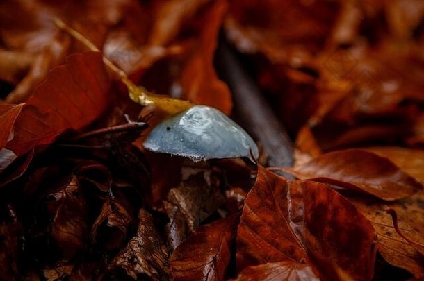 孤独的蘑菇深秋天森林奇怪的身份不明的不能吃的蓝色的蘑菇