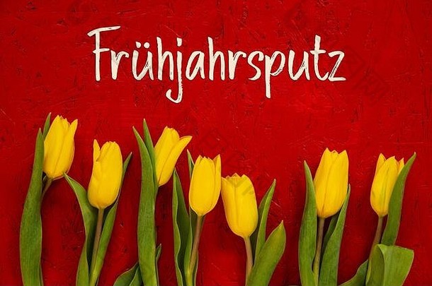 黄色郁金香花，红色背景，Fruehjahrsputz意味着春季<strong>大扫除</strong>