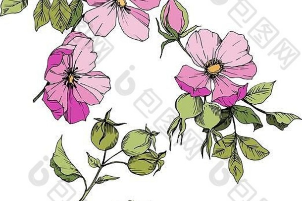 野花犬蔷薇病媒型分离。粉色雕刻水墨艺术。