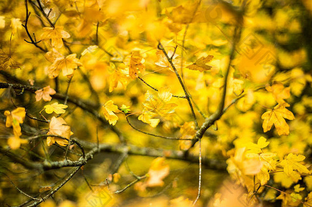 金秋天的叶子林地景观牛津大学