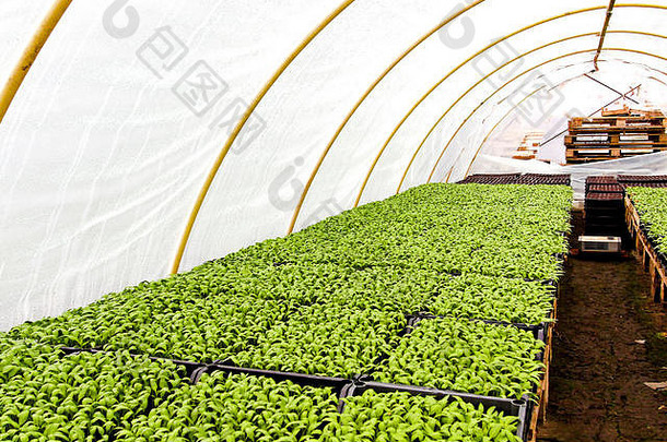 塑料覆盖下宽敞的蔬菜温室