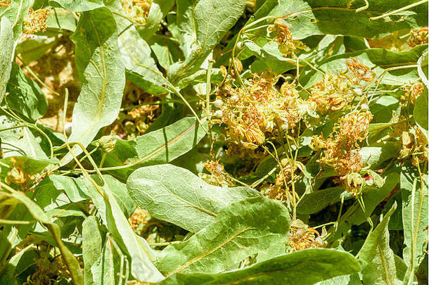 新鲜青柠树椴树花和叶子的特写镜头，干燥后可添加到热饮料中，<strong>如茶</strong>和草药成分。