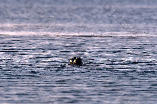 冰岛灰海豹[Halichourus grypus]出现在科尔格拉法峡湾的日落时分