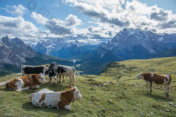 一群美丽的母牛，黑色和棕<strong>色相</strong>间，栖息在意大利白云石上，四周群山环绕
