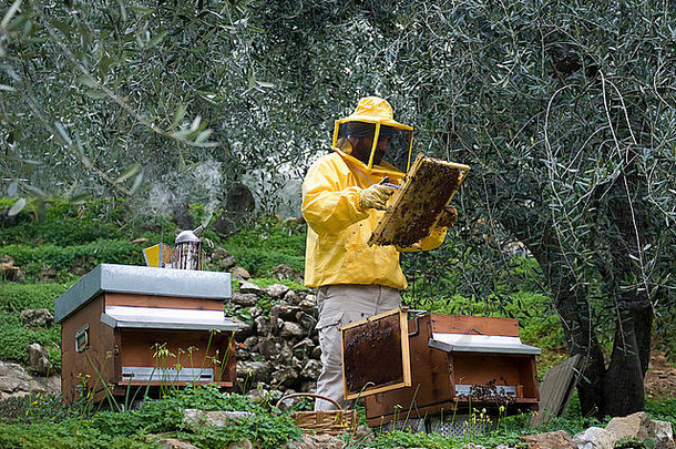 养蜂人在花园里检查蜂巢