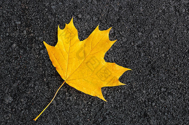 秋天落在柏油路上的枫叶。深色背景上的枫叶。孤独的概念