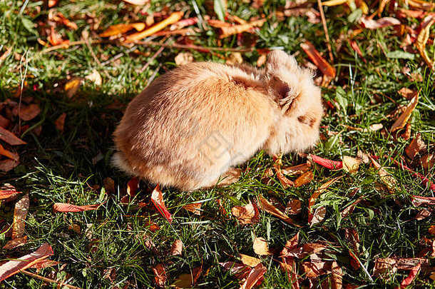 花园草地上可爱的兔子