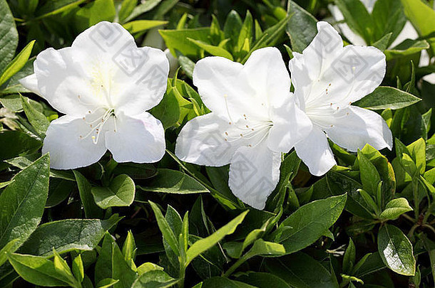 盛开的白色杜鹃花花
