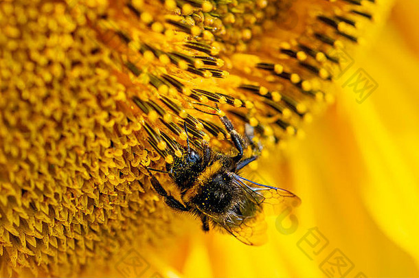 <strong>花</strong>粉粘在向日葵头上皮毛上的大黄蜂