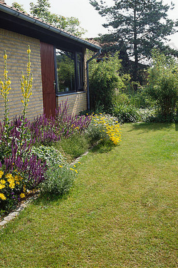 Lythrum和Verbascum位于草坪边，现代乡村别墅前面有草坪