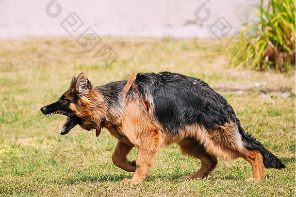 愤怒好斗的长毛纯种德国牧羊犬成年犬或阿尔萨斯狼犬将以张开的<strong>大嘴巴</strong>攻击。