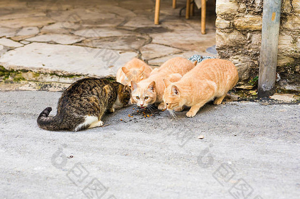 无家可归的人猫吃街猫食物