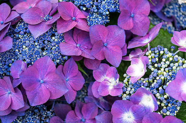 令人惊叹的混合展示，紫色链果，混合蓝色品种和绿色叶子。
