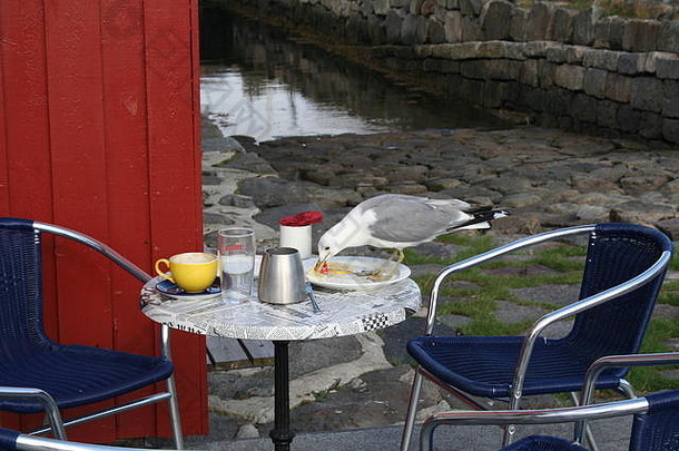海鸥帮助食物在户外餐厅北部挪威